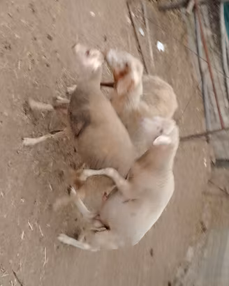 Pecore