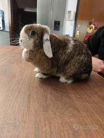 Coniglio Minilop femmina