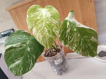 monstera Albo variegata