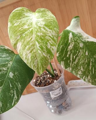 monstera Albo variegata