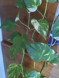 talee pothos e scindapsus 