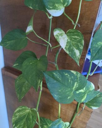 talee pothos e scindapsus 