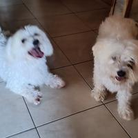 Maltesi maschio e femmina