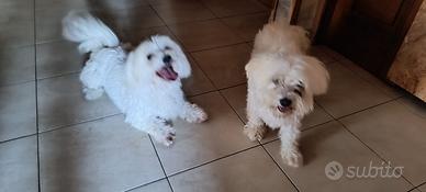 Maltesi maschio e femmina