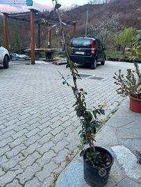 Falso gelsomino bianco