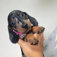 Cuccioli bassotti merle