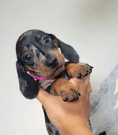 Cuccioli bassotti merle