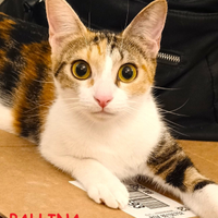 Pallina micia tricolore di 8 mesi