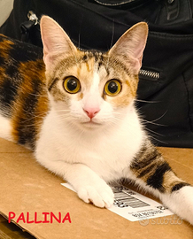 Pallina micia tricolore di 8 mesi