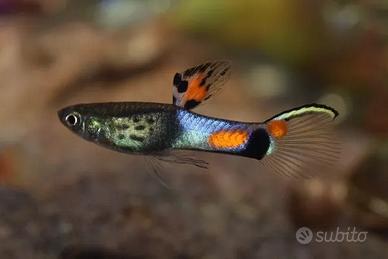 Endler Campoma 31 blu snake