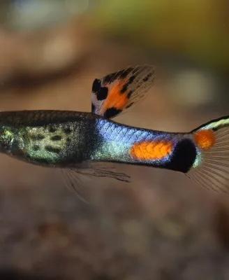 Endler Campoma 31 blu snake