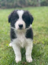 Border collie