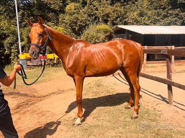 Cavalla Princess By Digoma
