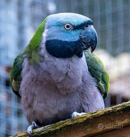 Derbiana femmina nata nel 2024