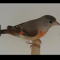 Cardinalini del venezuela
