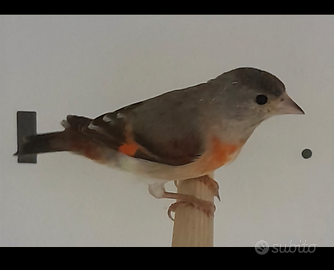 Cardinalini del venezuela