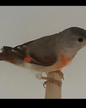 Cardinalini del venezuela