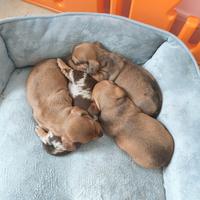 Cuccioli di bassotto caninchen