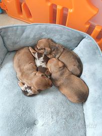 Cuccioli di bassotto caninchen