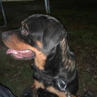 Rotwailer (trattabile il prezzo )