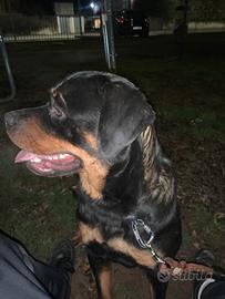 Rotwailer (trattabile il prezzo )