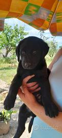 Labrador