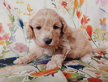 Cuccioli di Maltipoo