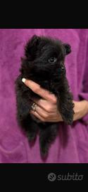 Disponibile cucciolo di pomapoo di 50 giorni