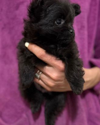 Disponibile cucciolo di pomapoo di 50 giorni