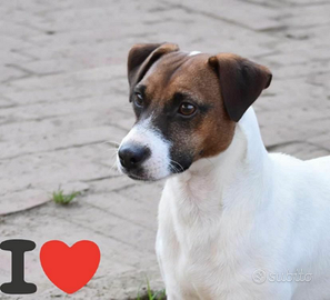 Jack russel maschio per accoppiamento