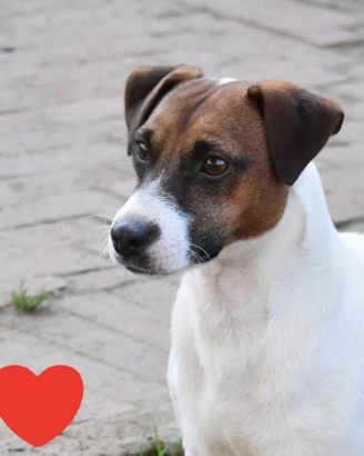 Jack russel maschio per accoppiamento