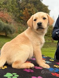 Labrador cuccioli gialli redfox e neri