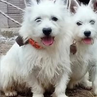 West Highland with terrier (incrocio)