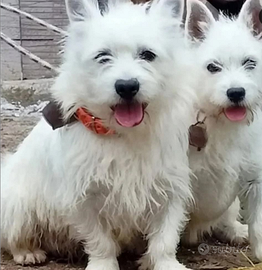 West Highland with terrier (incrocio)