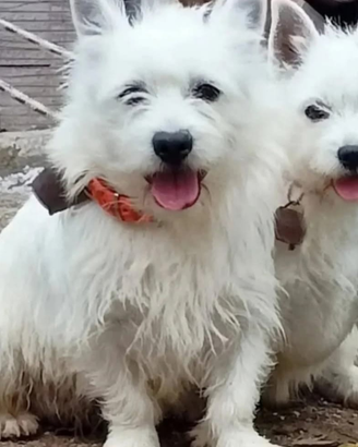 West Highland with terrier (incrocio)