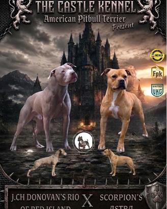 Prenotazioni aperte Pitbull con pedegree UKC