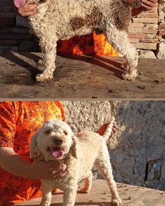 Lagotto romagnolo