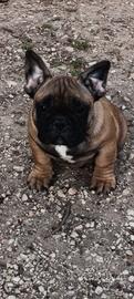 Bulldog francese