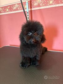 Barboncino toy nero con pedigree enci