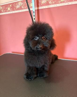 Barboncino toy nero con pedigree enci