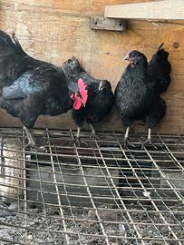 Australorp