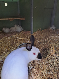 Coniglio razza Californiana