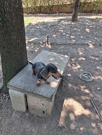 cuccioli di bassotti 