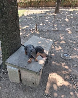 cuccioli di bassotti 