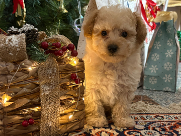 Barboncino sotto l'albero ?
