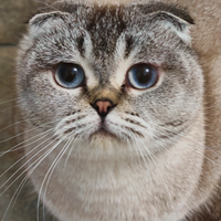 Scottish fold gattina Smokie