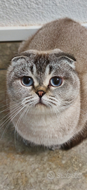 Scottish fold gattina Smokie