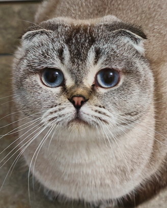 Scottish fold gattina Smokie