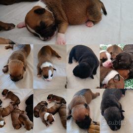 Cuccioli di staffy