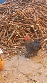 Galli razza coconcina